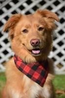 Looking Directly into the Face of a Sweet Toller Dog photo