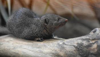 Precious Little Dwarf Mongoose Laying Down on a Tree photo