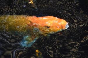 pez koi naranja nadando con la boca abierta foto