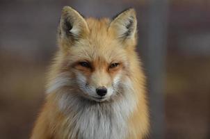 Wild Red Fox photo