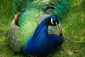 Great Peafowl with His Feathers Trailing photo