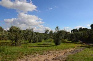 View of Olive Groves in the Province of Siena photo