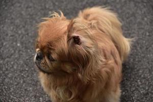 Pekingese Dog With Her Ear Sticking Up photo