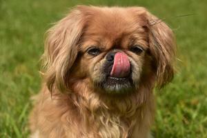 Pekingese Dog Licking Her Nose While Outside photo