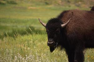 Long Grass Hanging Out of Bison's Mouth photo