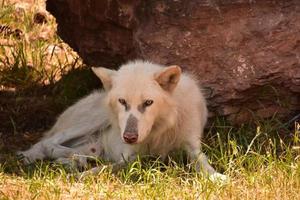 White Male Timber Wolf Resting in the Shade photo
