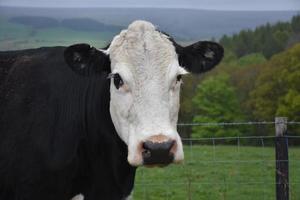 Beautiful Black Cow Standing in a Large Field photo