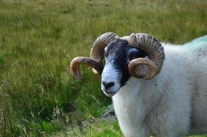 Adorable white sheep with large brown horns photo