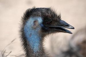 Large Emu With His Beak Open photo