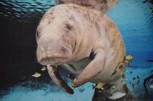 Manatee Swimming Underwater photo