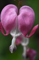 Beautiful Heart Shaped Blossom on a Bleeding Heart photo