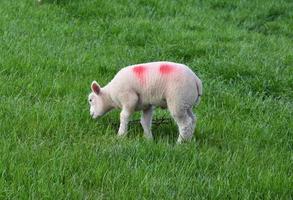 Grazing Fluffy White Lamb Grazing in  a Field photo