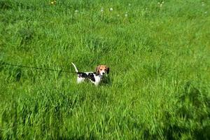 campo de hierba con un lindo cachorro beagle con correa