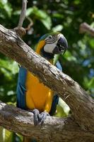 Talking Blue and Yellow Macaw on a Branch photo