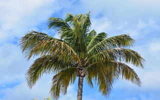 palmera contra las nubes en el cielo foto