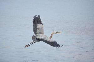 impresionante gran garza azul volando sobre el pantano foto