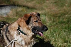 perro pastor alemán acostado foto