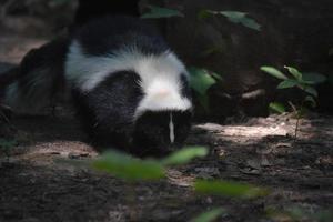 Cute Black and White Skunks in the Wild photo