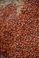 Incredible Horde of Lady Bugs Clustered Together photo