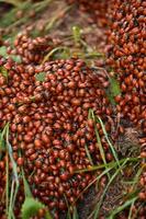 infestaciones de mariquitas rojas arrastrándose en la naturaleza foto