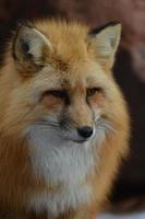 Fluffy Red Fox Face photo