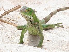 iguana verde en una playa de arena foto
