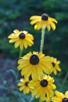 Beautiful Flowering Black Eyed Susan Flowers in a Garden photo