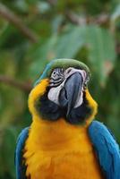 Amazing Face of a Blue and Yellow Macaw photo