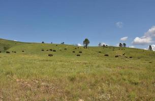 paisaje de verano con una manada de bisontes pastando foto