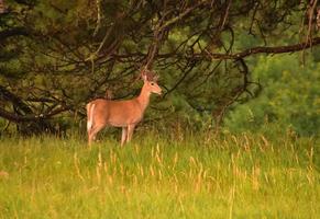 Profile of a Young Buck Standing by Forest photo