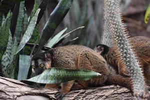 Cool Looking Brown Collared Lemurs on a Tree photo