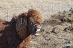dientes descubiertos en un caballo islandés foto