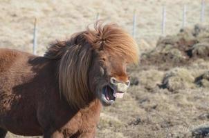 cara de caballo muy graciosa foto