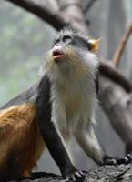 Wolf's Guenon Monkey With His Mouth Open photo