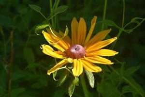 Stunning Image of a Budding Black Eyed Susan photo