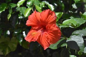 Pretty Red Flowering Hibiscus Flower in a Tropical Garden photo