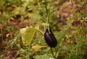 berenjena morada en un jardín cubierto a fines del verano foto