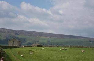 pastoreo de ovejas en un gran pasto de hierba foto