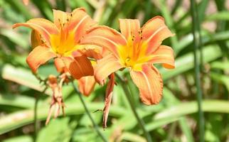 Pretty Orange Lilies Blooming in a Garden photo