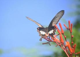 mariposa cola de golondrina gigante polinizando un grupo de flores foto