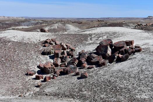 Scattered Slabs and Chunks of Petrified Logs photo