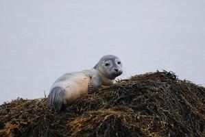 cría de foca común contemplativa foto