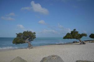 Pair of Divi Divi Trees with Waves Crashing photo
