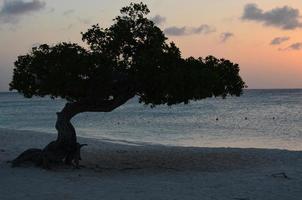 Dusk with a Silhouetted Tree photo