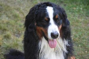 hermoso perro de montaña bernés con piel húmeda foto