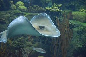 Stingray Waving It's Pectoral Fins Along a Reef photo