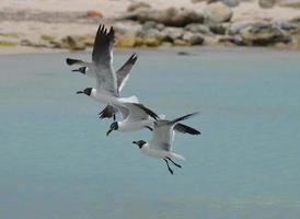 grupo de gaviotas riendo volando sobre baby beach foto
