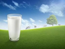 Fresh milk in glass and blurred landscape with cow on meadow. Healthy eating. Rustic style. Space for design photo