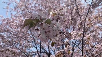 Natural floral background with pink cherry blossoms photo