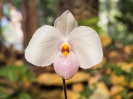 Lady slipper orchid is unique shape photo